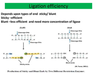 Ligation efficiency
Depends upon types of end sticky/ blunt
Sticky –efficient
Blunt –less efficient and need more concentration of ligase
 