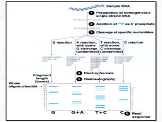 DNA sequencing methods | PPTX
