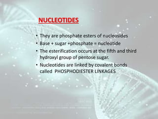 NUCLEOTIDES
• They are phosphate esters of nucleosides
• Base + sugar +phosphate = nucleotide
• The esterification occurs ...