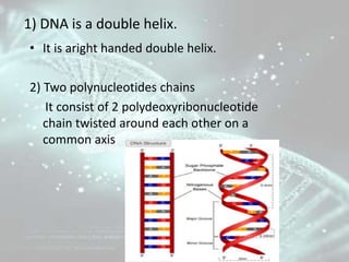 1) DNA is a double helix.
• It is aright handed double helix.
2) Two polynucleotides chains
It consist of 2 polydeoxyribon...