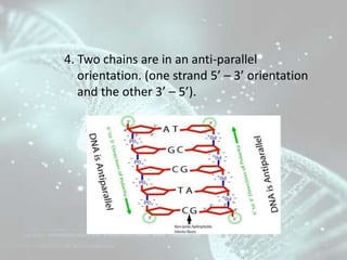 4. Two chains are in an anti-parallel
orientation. (one strand 5’ – 3’ orientation
and the other 3’ – 5’).
 