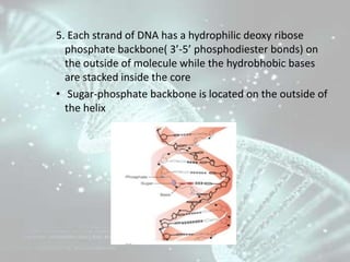 5. Each strand of DNA has a hydrophilic deoxy ribose
phosphate backbone( 3’-5’ phosphodiester bonds) on
the outside of mol...
