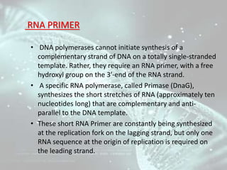 EXCISION OF RNA PRIMERS AND THEIR
REPLACEMENT BY DNA
• DNA POL I removes the RNA primer and fills the gap
between Okazaki ...