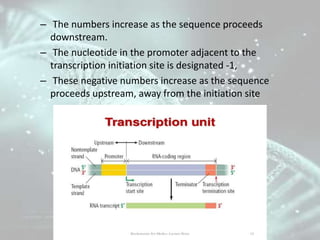 STEPS OF RNA SYNTHESIS
• Initiation phase: RNA-pol recognizes the promoter
and starts the transcription.
• Elongation phas...