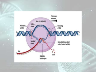 structure of dna and transcription | PPTX