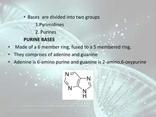 • Bases are divided into two groups
1.Pyrimidines
2. Purines
PURINE BASES
• Made of a 6 member ring, fused to a 5 membered...