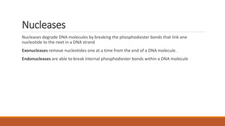 Nucleases
Nucleases degrade DNA molecules by breaking the phosphodiester bonds that link one
nucleotide to the next in a DNA strand
Exonucleases remove nucleotides one at a time from the end of a DNA molecule.
Endonucleases are able to break internal phosphodiester bonds within a DNA molecule
 