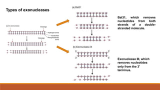 Types of exonucleases
Bal31, which removes
nucleotides from both
strands of a double-
stranded molecule.
Exonuclease III, which
removes nucleotides
only from the 3
terminus.
 