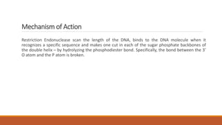 Mechanism of Action
Restriction Endonuclease scan the length of the DNA, binds to the DNA molecule when it
recognizes a specific sequence and makes one cut in each of the sugar phosphate backbones of
the double helix – by hydrolyzing the phosphodiester bond. Specifically, the bond between the 3’
O atom and the P atom is broken.
 