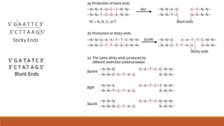5’ G A A T T C 3’
3’ C T T A A G 5’
Sticky Ends
5’ G A T A T C 3’
3’ C T A T A G 5’
Blunt Ends
 