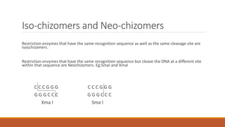 Iso-chizomers and Neo-chizomers
Restriction enzymes that have the same recognition sequence as well as the same cleavage site are
Isoschizomers.
Restriction enzymes that have the same recognition sequence but cleave the DNA at a different site
within that sequence are Neochizomers. Eg:SmaI and XmaI
C C C G G G C C C G G G
G G G C C C G G G C C C
Xma I Sma I
 