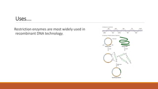 Uses….
Restriction enzymes are most widely used in
recombinant DNA technology.
 