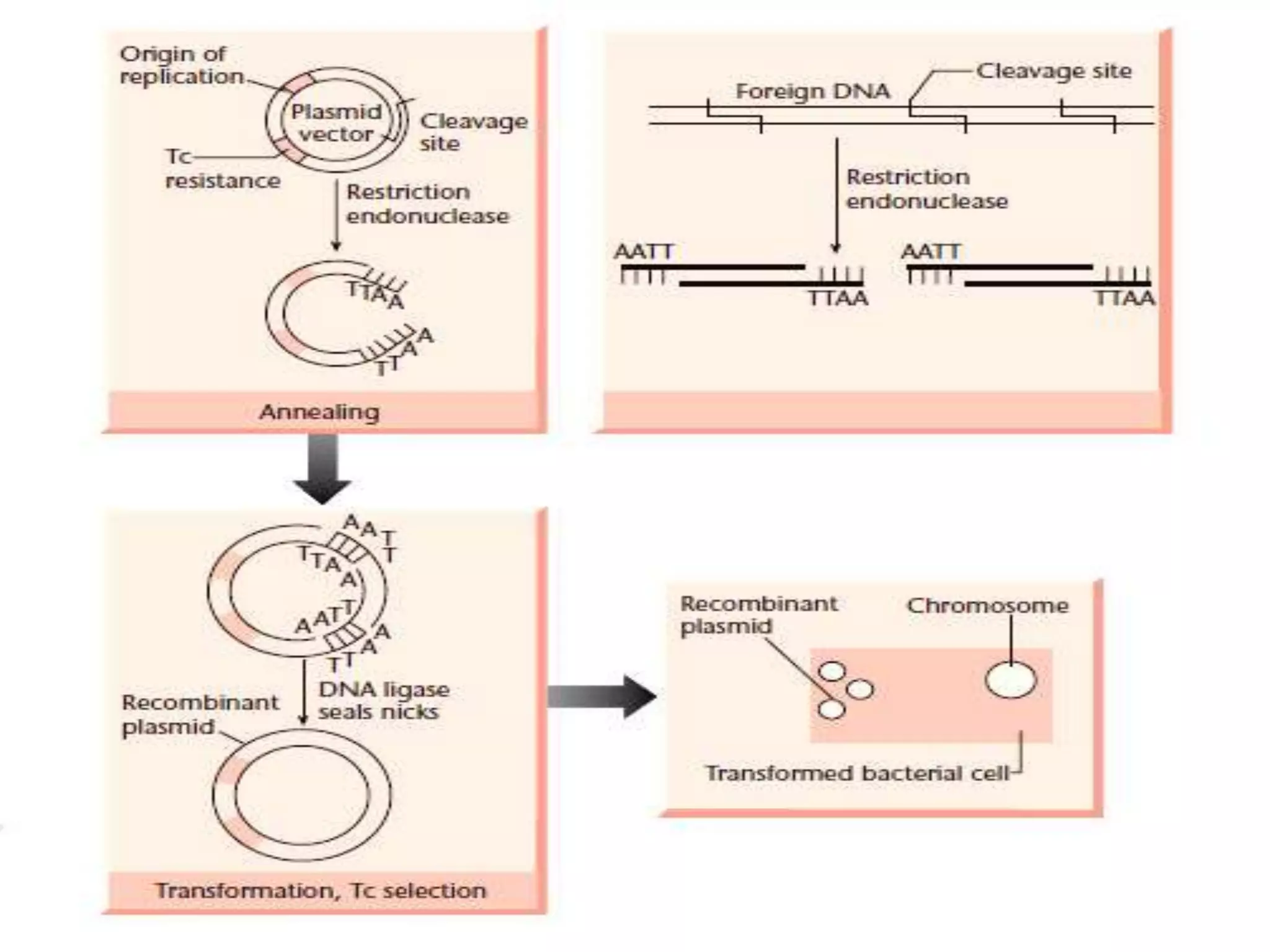 Dna manipulation enzymes | PPTX