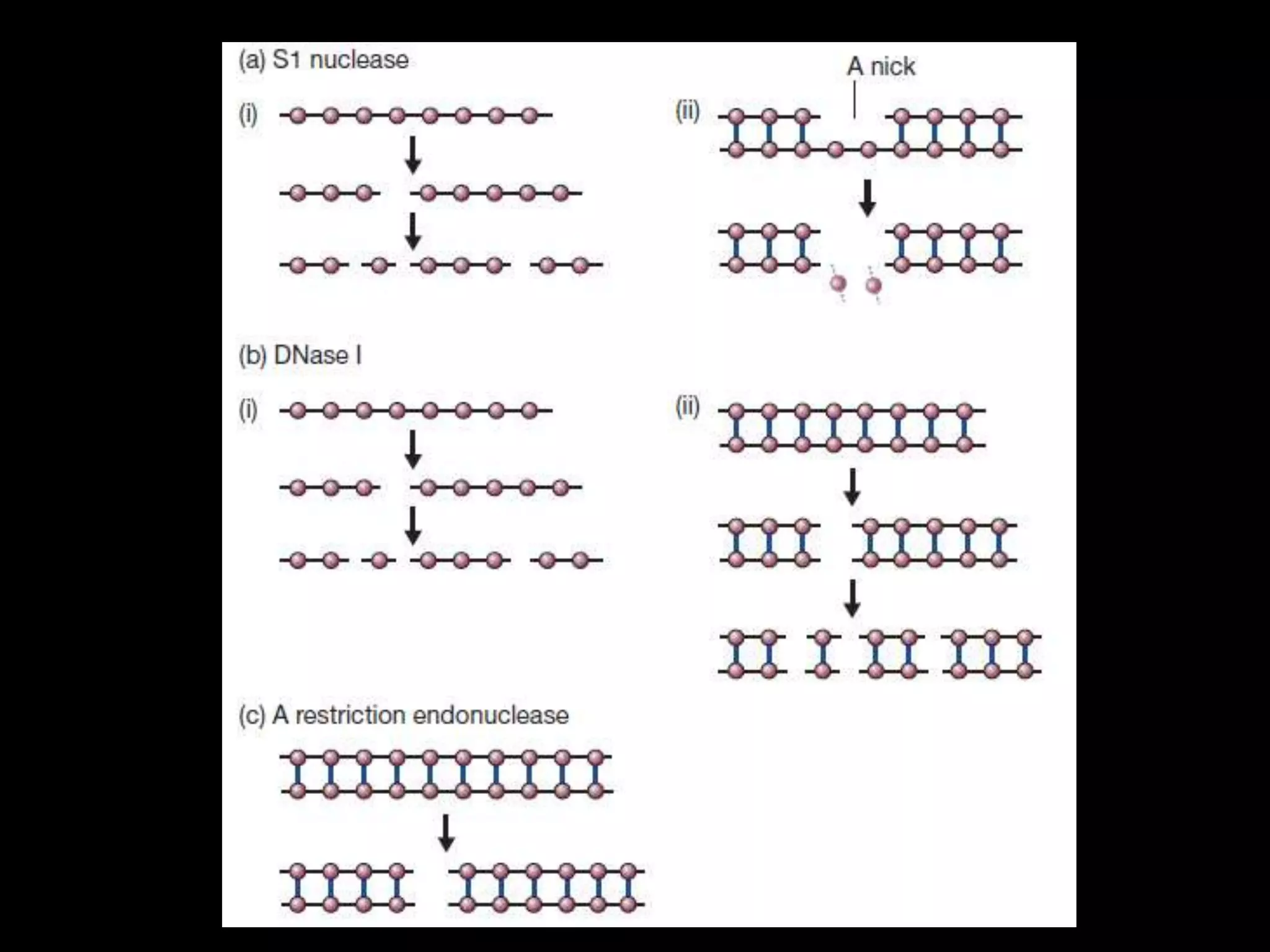 Dna manipulative enzymes | PPTX