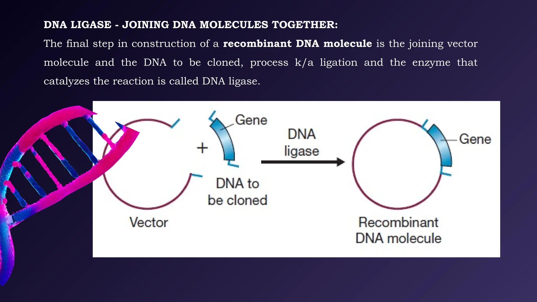 Recombinant DNA Technology and DNA Manipulative Enzymes | PPTX