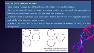 Reproducible Vector Recombinant DNA Technology and DNA Manipulative Enzymes | PPTX