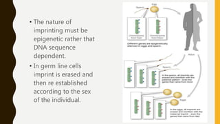 • The nature of
imprinting must be
epigenetic rather that
DNA sequence
dependent.
• In germ line cells
imprint is erased and
then re established
according to the sex
of the individual.
 