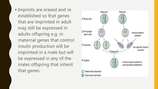 • Imprints are erased and re
established so that genes
that are imprinted in adult
may still be expressed in
adults offspring e.g. in
maternal genes that control
insulin production will be
imprinted in a male but will
be expressed in any of the
males offspring that inherit
that genes.
 