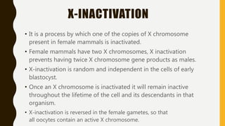 X-INACTIVATION
• It is a process by which one of the copies of X chromosome
present in female mammals is inactivated.
• Female mammals have two X chromosomes, X inactivation
prevents having twice X chromosome gene products as males.
• X-inactivation is random and independent in the cells of early
blastocyst.
• Once an X chromosome is inactivated it will remain inactive
throughout the lifetime of the cell and its descendants in that
organism.
• X-inactivation is reversed in the female gametes, so that
all oocytes contain an active X chromosome.
 