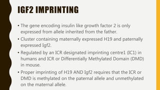 IGF2 IMPRINTING
• The gene encoding insulin like growth factor 2 is only
expressed from allele inherited from the father.
• Cluster containing maternally expressed H19 and paternally
expressed Igf2.
• Regulated by an ICR designated imprinting centre1 (IC1) in
humans and ICR or Differentially Methylated Domain (DMD)
in mouse.
• Proper imprinting of H19 AND Igf2 requires that the ICR or
DMD is methylated on the paternal allele and unmethylated
on the maternal allele.
 