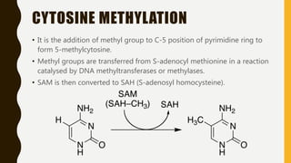 CYTOSINE METHYLATION
• It is the addition of methyl group to C-5 position of pyrimidine ring to
form 5-methylcytosine.
• Methyl groups are transferred from S-adenocyl methionine in a reaction
catalysed by DNA methyltransferases or methylases.
• SAM is then converted to SAH (S-adenosyl homocysteine).
 