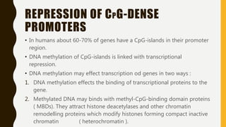 REPRESSION OF CPG-DENSE
PROMOTERS
• In humans about 60-70% of genes have a CpG-islands in their promoter
region.
• DNA methylation of CpG-islands is linked with transcriptional
repression.
• DNA methylation may effect transcription od genes in two ways :
1. DNA methylation effects the binding of transcriptional proteins to the
gene.
2. Methylated DNA may binds with methyl-CpG-binding domain proteins
( MBDs). They attract histone deacetylases and other chromatin
remodelling proteins which modify histones forming compact inactive
chromatin ( heterochromatin ).
 