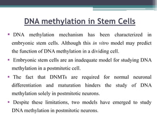 DNA methylation in Stem Cells
 DNA methylation mechanism has been characterized in
embryonic stem cells. Although this in vitro model may predict
the function of DNA methylation in a dividing cell.
 Embryonic stem cells are an inadequate model for studying DNA
methylation in a postmitotic cell.
 The fact that DNMTs are required for normal neuronal
differentiation and maturation hinders the study of DNA
methylation solely in postmitotic neurons.
 Despite these limitations, two models have emerged to study
DNA methylation in postmitotic neurons.
 