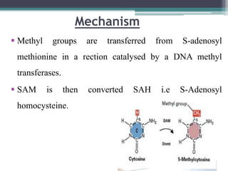 Mechanism
 Methyl groups are transferred from S-adenosyl
methionine in a rection catalysed by a DNA methyl
transferases.
 SAM is then converted SAH i.e S-Adenosyl
homocysteine.
 