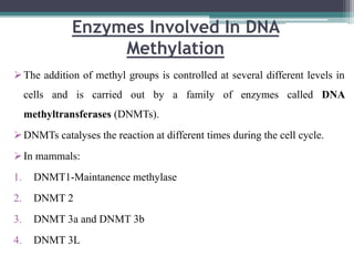 Enzymes Involved In DNA
Methylation
The addition of methyl groups is controlled at several different levels in
cells and is carried out by a family of enzymes called DNA
methyltransferases (DNMTs).
DNMTs catalyses the reaction at different times during the cell cycle.
In mammals:
1. DNMT1-Maintanence methylase
2. DNMT 2
3. DNMT 3a and DNMT 3b
4. DNMT 3L
 