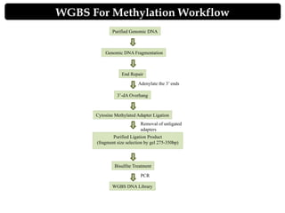 Basic feature of DNA methylation analysis pipeline | PPTX