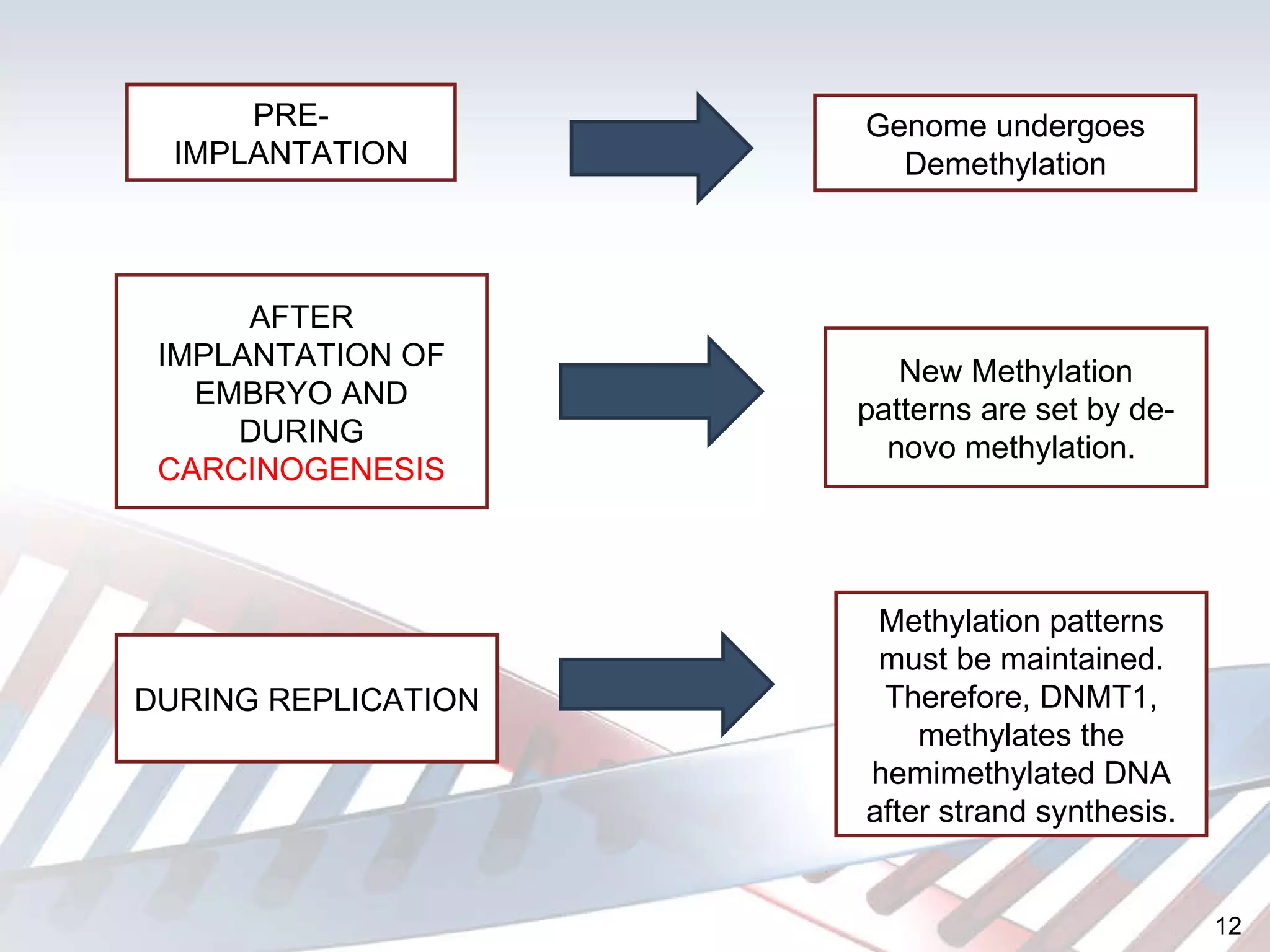 PRE-IMPLANTATION Genome undergoes Demethylation AFTER IMPLANTATION OF EMBRYO AND DURING  CARCINOGENESIS New Methylation patterns are set by de-novo methylation.  DURING REPLICATION Methylation patterns must be maintained. Therefore, DNMT1, methylates the hemimethylated DNA after strand synthesis. 