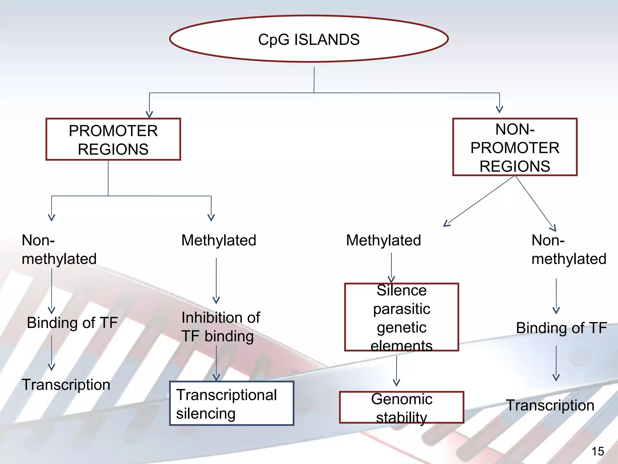 CpG ISLANDS PROMOTER REGIONS NON-PROMOTER REGIONS Non-methylated Methylated Binding of TF Transcription Inhibition of TF binding Transcriptional silencing Methylated Non-methylated Silence parasitic genetic elements Genomic stability Binding of TF Transcription 