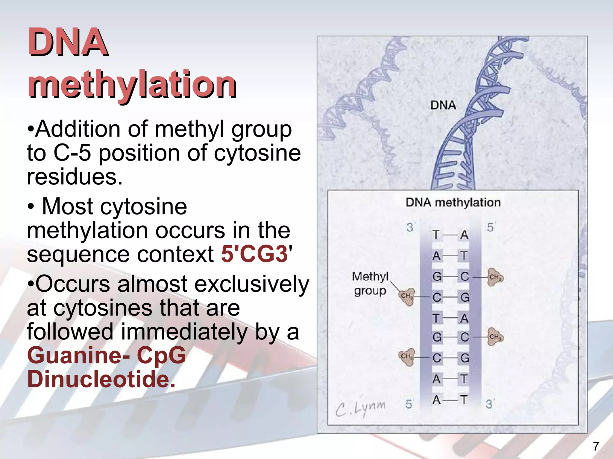 DNA methylation Addition of methyl group to C-5 position of cytosine residues. Most cytosine methylation occurs in the sequence context  5'CG3 '  Occurs almost exclusively at cytosines that are followed immediately by a  Guanine- CpG Dinucleotide. 