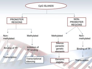 CpG ISLANDS PROMOTER REGIONS NON-PROMOTER REGIONS Non-methylated Methylated Binding of TF Transcription Inhibition of TF binding Transcriptional silencing Methylated Non-methylated Silence parasitic genetic elements Genomic stability Binding of TF Transcription 