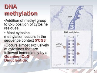 DNA methylation Addition of methyl group to C-5 position of cytosine residues. Most cytosine methylation occurs in the sequence context  5'CG3 '  Occurs almost exclusively at cytosines that are followed immediately by a  Guanine- CpG Dinucleotide. 