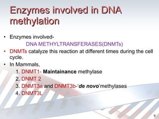 Enzymes involved in DNA methylation Enzymes involved-  DNA METHYLTRANSFERASES(DNMTs) DNMTs   catalyze this reaction at different times during the cell cycle. In Mammals, 1 . DNMT1-  Maintainance  methylase 2.  DNMT 2 3.  DNMT3a  and  DNMT3b- ‘ de novo ’methylases 4.  DNMT3L 