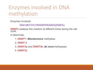 Enzymes involved in DNA
methylation
Enzymes involved-
DNA METHYLTRANSFERASES(DNMTs)
DNMTs catalyze this reaction at different times during the cell
cycle.
In Mammals,
1. DNMT1- Maintainance methylase
2. DNMT 2
3. DNMT3a and DNMT3b-‘de novo’methylases
4. DNMT3L
 