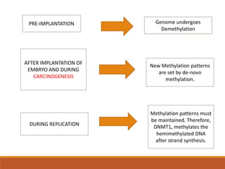 PRE-IMPLANTATION Genome undergoes
Demethylation
AFTER IMPLANTATION OF
EMBRYO AND DURING
CARCINOGENESIS
New Methylation patterns
are set by de-novo
methylation.
DURING REPLICATION
Methylation patterns must
be maintained. Therefore,
DNMT1, methylates the
hemimethylated DNA
after strand synthesis.
 