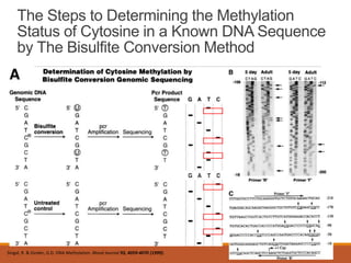 The Steps to Determining the Methylation
Status of Cytosine in a Known DNA Sequence
by The Bisulfite Conversion Method
17
Singal, R. & Ginder, G.D. DNA Methylation. Blood Journal 93, 4059-4070 (1999).
 