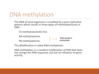 DNA methylation
The DNA of most organisms is modified by a post-replicative
process which results in three types of methylated bases in
DNA:
C5-methylcytosine(5-mc)
N4-methylcytosine
N6-methyladenine.
This Modification is called DNA methylation.
DNA methylation is a covalent modification of DNA that does
not change the DNA sequence, but has an influence on gene
activity.
Wide spread in
prokaryotes
 