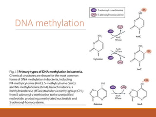 DNA methylation
 