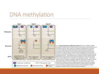 DNA methylation
 