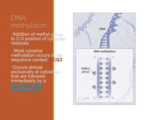 DNA
methylation
•Addition of methyl group
to C-5 position of cytosine
residues.
• Most cytosine
methylation occurs in the
sequence context 5'CG3'
•Occurs almost
exclusively at cytosines
that are followed
immediately by a
Guanine- CpG
Dinucleotide.
 