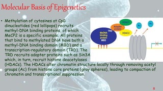 Molecular Basis of Epigenetics
• Methylation of cytosines at CpG
dinucleotides (red lollipops) recruits
methyl-DNA binding proteins, of which
MeCP2 is a specific example. All proteins
that bind to methylated DNA have both a
methyl-DNA binding domain (MBD) and a
transcription-regulatory domain (TRD). The
TRD recruits adapter proteins such as Sin3A
which, in turn, recruit histone deacetylases
(HDACs). The HDACs alter chromatin structure locally through removing acetyl
groups (Ac) from histone core proteins (gray spheres), leading to compaction of
chromatin and transcriptional suppression.
8
 