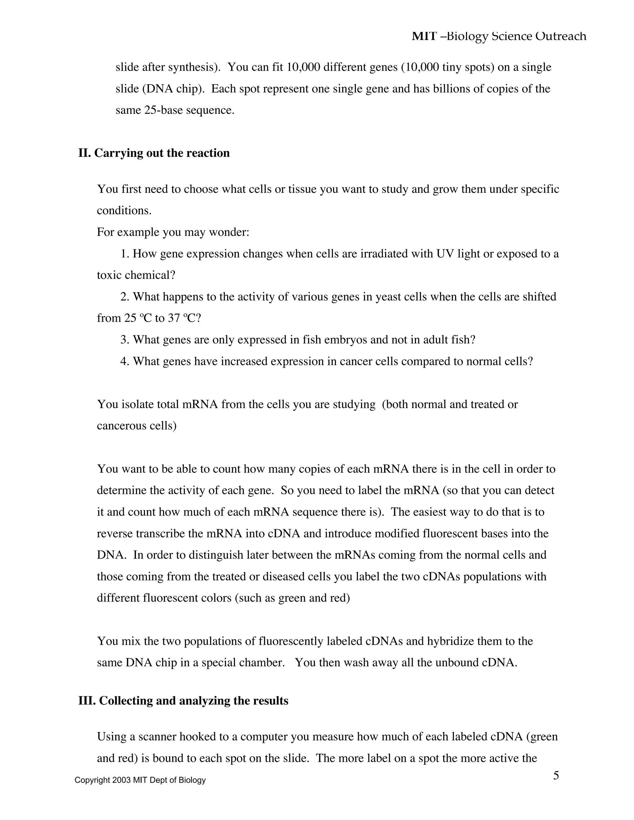 MIT –Biology Science Outreach
5
slide after synthesis). You can fit 10,000 different genes (10,000 tiny spots) on a single
slide (DNA chip). Each spot represent one single gene and has billions of copies of the
same 25-base sequence.
II. Carrying out the reaction
• You first need to choose what cells or tissue you want to study and grow them under specific
conditions.
For example you may wonder:
1. How gene expression changes when cells are irradiated with UV light or exposed to a
toxic chemical?
2. What happens to the activity of various genes in yeast cells when the cells are shifted
from 25 ºC to 37 ºC?
3. What genes are only expressed in fish embryos and not in adult fish?
4. What genes have increased expression in cancer cells compared to normal cells?
• You isolate total mRNA from the cells you are studying (both normal and treated or
cancerous cells)
• You want to be able to count how many copies of each mRNA there is in the cell in order to
determine the activity of each gene. So you need to label the mRNA (so that you can detect
it and count how much of each mRNA sequence there is). The easiest way to do that is to
reverse transcribe the mRNA into cDNA and introduce modified fluorescent bases into the
DNA. In order to distinguish later between the mRNAs coming from the normal cells and
those coming from the treated or diseased cells you label the two cDNAs populations with
different fluorescent colors (such as green and red)
• You mix the two populations of fluorescently labeled cDNAs and hybridize them to the
same DNA chip in a special chamber. You then wash away all the unbound cDNA.
III. Collecting and analyzing the results
• Using a scanner hooked to a computer you measure how much of each labeled cDNA (green
and red) is bound to each spot on the slide. The more label on a spot the more active the
Copyright 2003 MIT Dept of Biology
 
