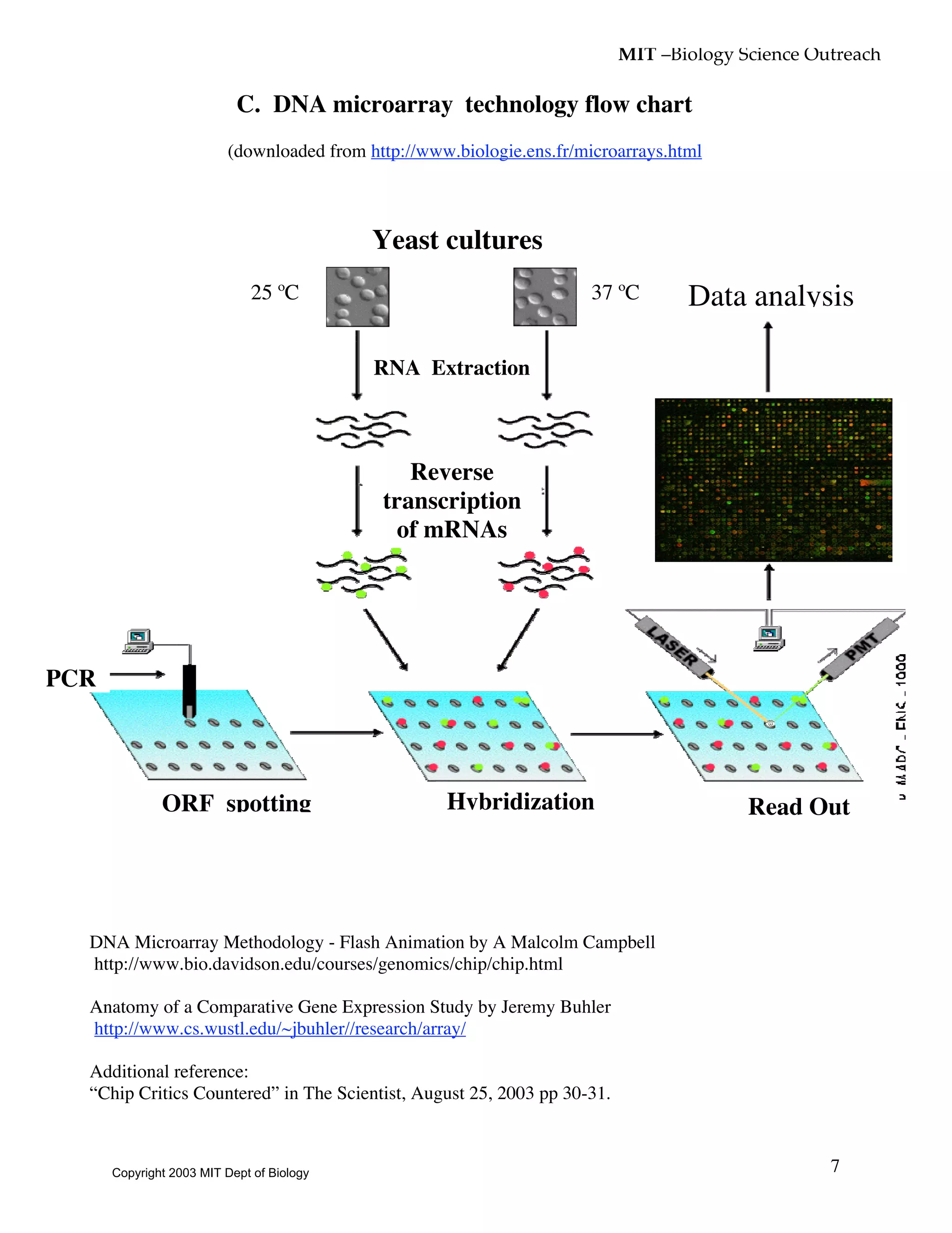 MIT –Biology Science Outreach
7
C. DNA microarray technology flow chart
(downloaded from http://www.biologie.ens.fr/microarrays.html
DNA Microarray Methodology - Flash Animation by A Malcolm Campbell
http://www.bio.davidson.edu/courses/genomics/chip/chip.html
Anatomy of a Comparative Gene Expression Study by Jeremy Buhler
http://www.cs.wustl.edu/~jbuhler//research/array/
Additional reference:
“Chip Critics Countered” in The Scientist, August 25, 2003 pp 30-31.
RNA Extraction
PCR
Hybridization Read Out
Data analysis
ORF spotting
Reverse
transcription
of mRNAs
Yeast cultures
25 ºC 37 ºC
Copyright 2003 MIT Dept of Biology
 
