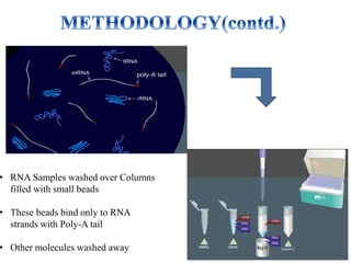 • RNA Samples washed over Columns
filled with small beads
• These beads bind only to RNA
strands with Poly-A tail
• Other molecules washed away
 