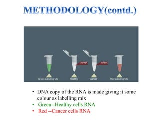 • DNA copy of the RNA is made giving it some
colour as labelling mix
• Green--Healthy cells RNA
• Red --Cancer cells RNA
 