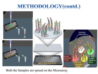 Both the Samples are spread on the Microarray
 