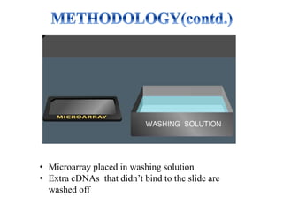 • Microarray placed in washing solution
• Extra cDNAs that didn’t bind to the slide are
washed off
 